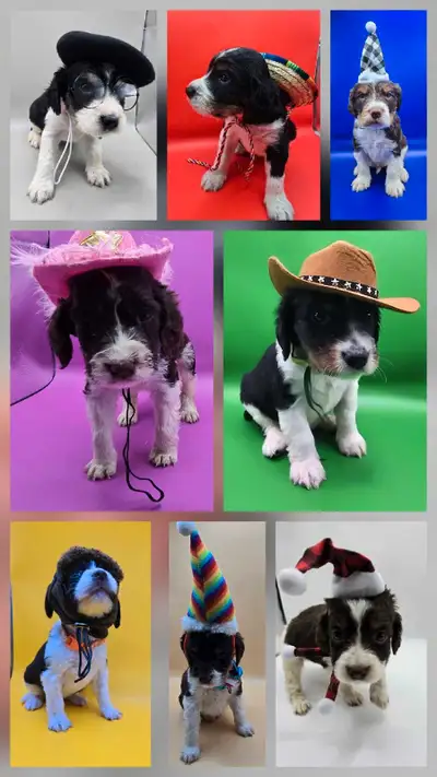 Springer spaniel puppies! The perfect family dogs❤️, View more