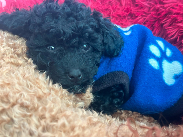 ❤️CKC Toy Poodle Puppies❤️ in Dogs & Puppies for Rehoming in Comox / Courtenay / Cumberland - Image 3