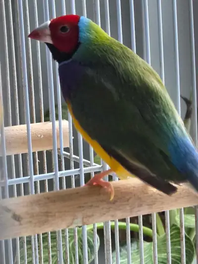 PAIR OF GOULDIAN FINCHES, View more