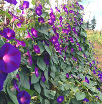 Morning glory vine seeds, mix purple and pink mostly purple