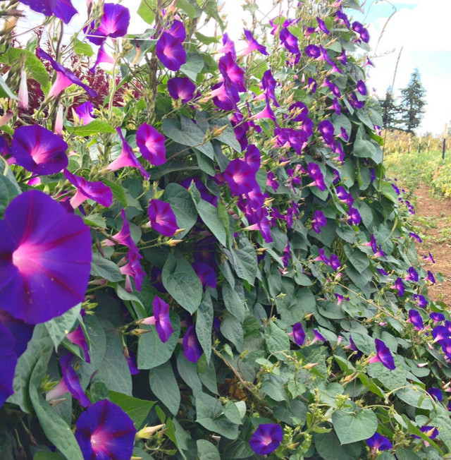 Morning glory vine seeds, mix purple and pink mostly purple in Plants, Fertilizer & Soil in Regina