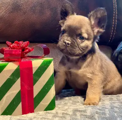 Chiots Bouledogues Français Pure Race, View more