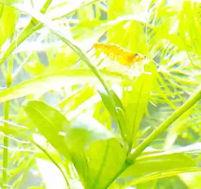 Neocardinia Shrimp , View more