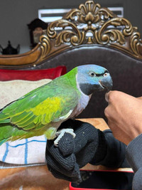 Young tame and talking super friendly DERBYAN parrot female