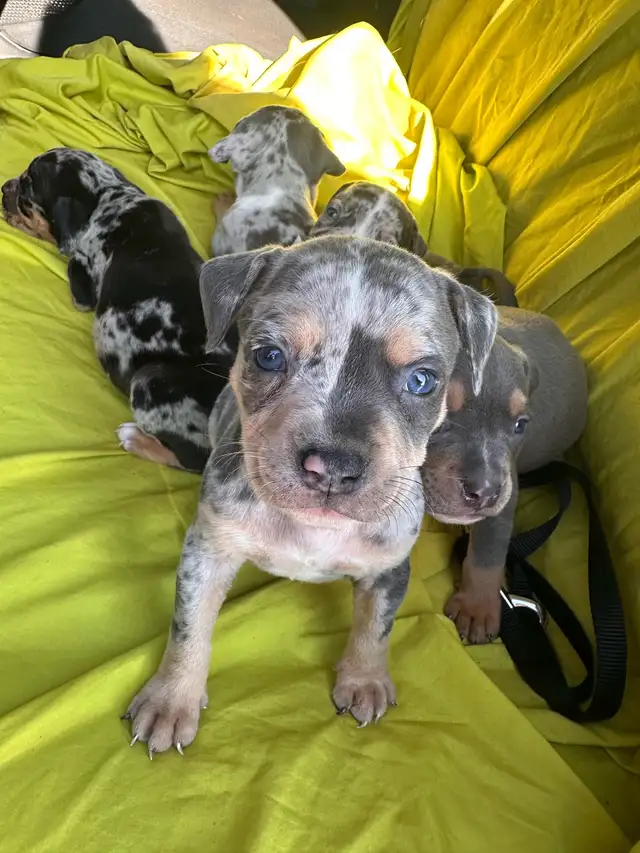 puppy for sale in Dogs & Puppies for Rehoming in Ottawa - Image 7
