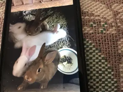 meat rabbits   10 avelable,new zeland mix, View more