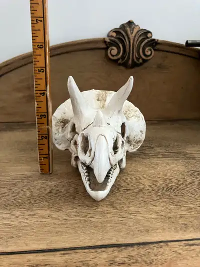 Triceratops Skull Resin Replica Decor Triceratops Dinosaur Fossil Skull Bone