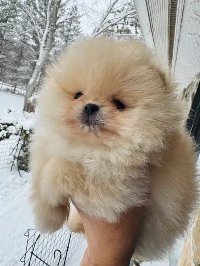 Pomeranian male Puppies & Adult Dog Available, View more