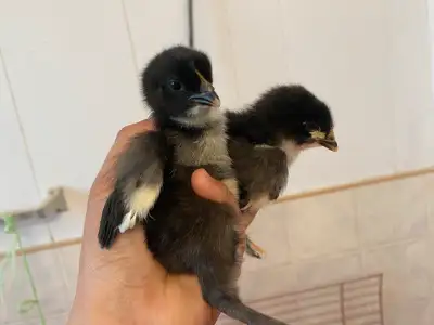 black copper/blue Maran chicks, View more