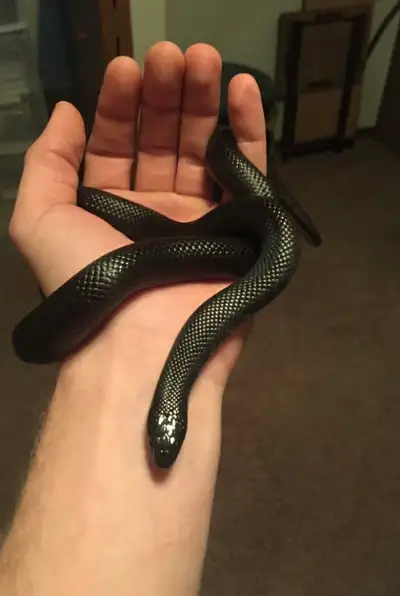 Serpent Mexican Black King, View more