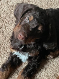 Sweet Bernedoodle Puppies for Sale