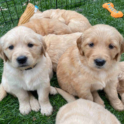 Okanagan Golden Retriever Puppies!