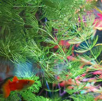 Hornwort Aquarium Plant + 1 Free Surprise, View more