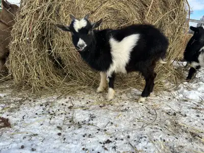Pygmy x Nigerian goat kids, ~7 months (born in June) , will be vaccinated and dewormed. Raised aroun...