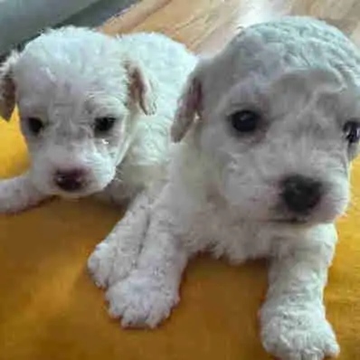 Puppy poodle, View more