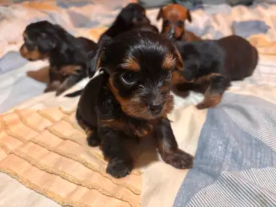 Adorable “Dorkie “Puppy ( Dachshund &Yorkie mix), View more
