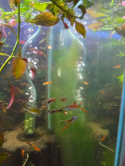 Sale on Assorted baby guppies in Fish for Rehoming in Kingston, View more