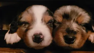 Australian Shepherd Pups, View more