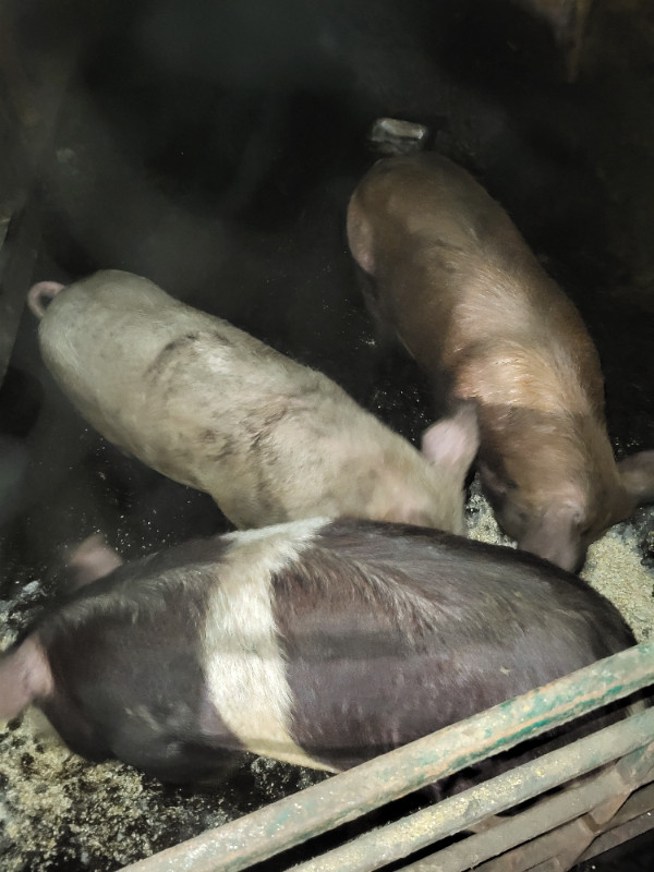 Breeding Boars FOR SALE in Livestock in Renfrew