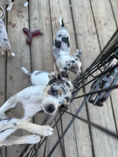 Purebred Merle Chihuahuas, View more