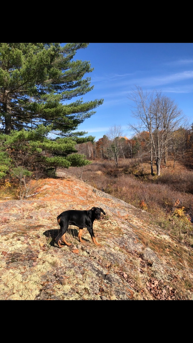 50 Acres 45 minutes to Kingston, 15 to Verona Land for Sale