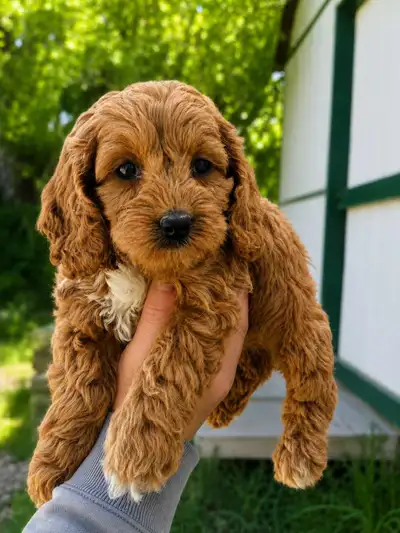 Mini Cockapoo Puppies – Gorgeous Red Apricot Color Our beautiful Mini Cockapoo puppies are looking f...