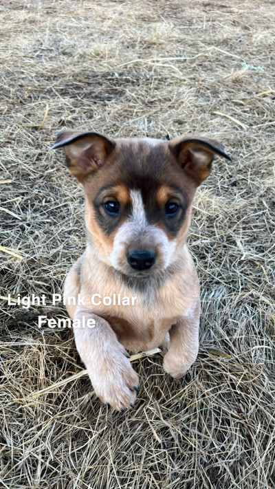 ONLY 4 LEFT Purebred Heeler Puppies READY TO GO