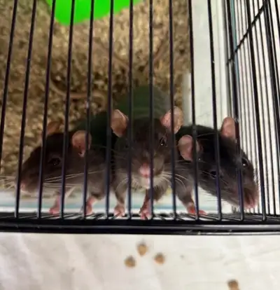 Trio of pet rats are still waiting for loving home, View more