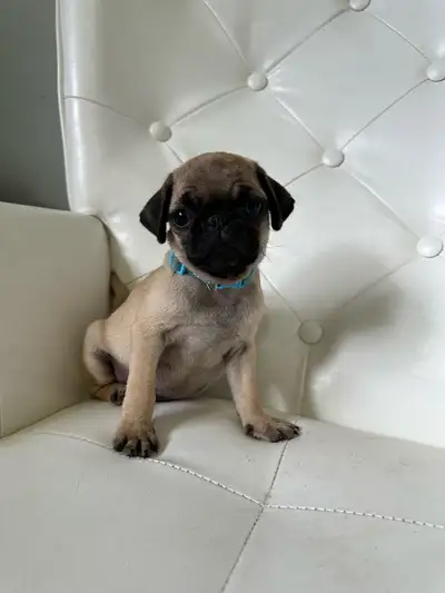MALE PUG PUPPIES, View more