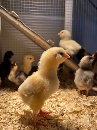 Rainbow Mix Chicks , View more
