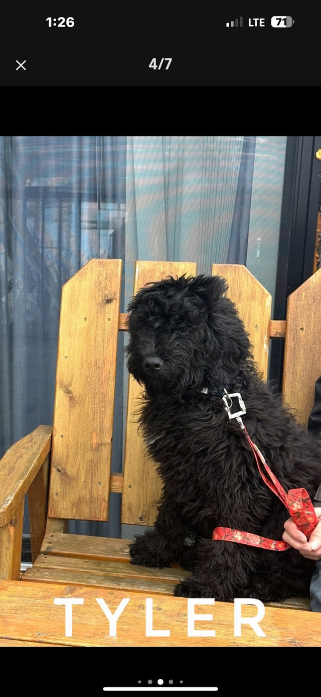 bouvier X caniche royal merle dans Chiens et chiots à adopter  à Lanaudière - Image 2