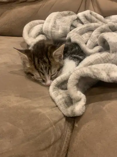kitten for sale, View more