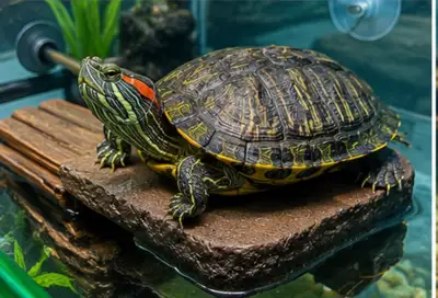Red-eared slider turtle, View more