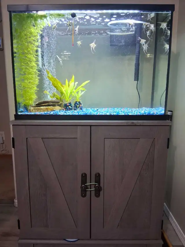 aquarium in Fish for Rehoming in Red Deer - Image 3