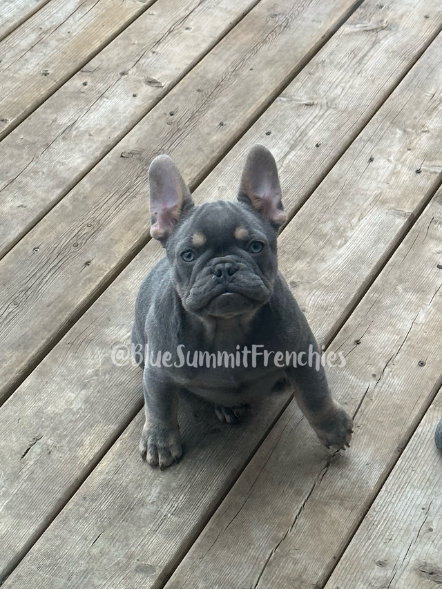 French Bulldog puppy in Dogs & Puppies for Rehoming in Calgary - Image 4