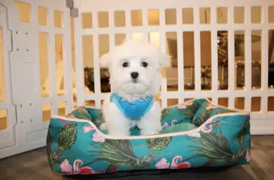 TEDDY BEAR MALTESE X PUPS 647-838-6762, View more