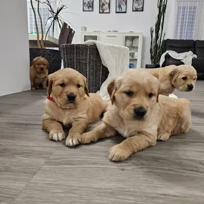 Our Nida had a beautiful litter of purebred Golden Retriever Puppies. Both Mom and Dad are part of o...