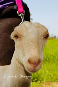 Sheep/goat hoof trimming