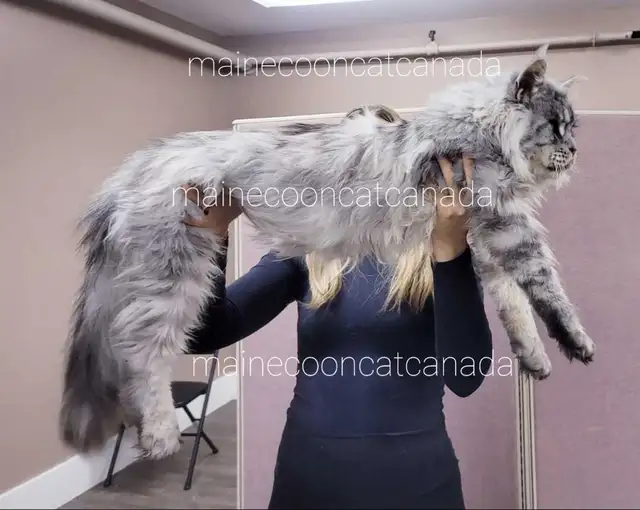 ADORABLE MAINE COONS  XL registered