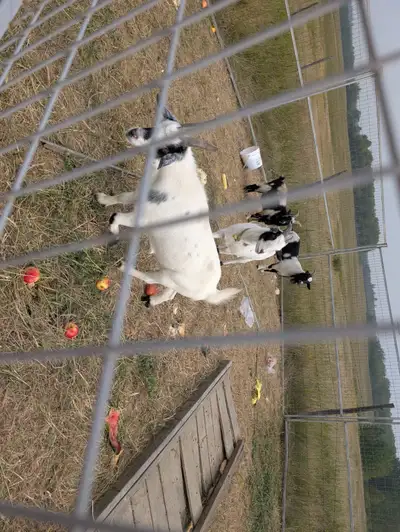 Goats Goats , View more