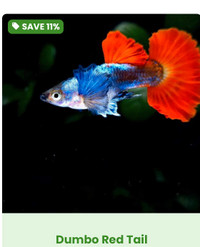 Show Red tail Dumbo guppies