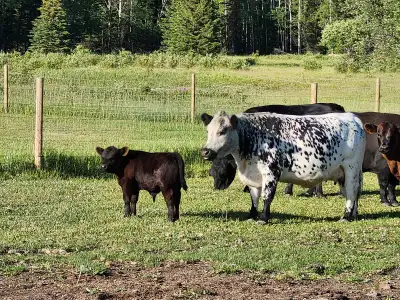 ❤️MINI Speckled Park Heifer with calf ❤️, View more