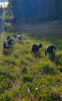 Small herd of goats
