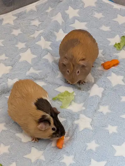 FREE: 2 female guinea pigs, big cage, and other accessories, View more