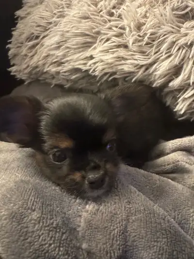 Magnifique Chiot  Yorkshire- Chihuahua , View more