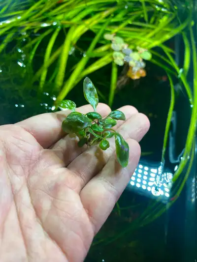 Lobelia Cardinalis Mini Small foreground/midground aquarium plant with round leaves. 5 for $10 10 fo...