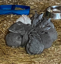 Continental Giant Rabbits