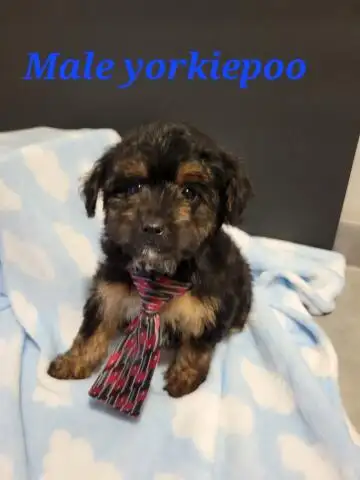 YORKIEPOOS PUPS, View more
