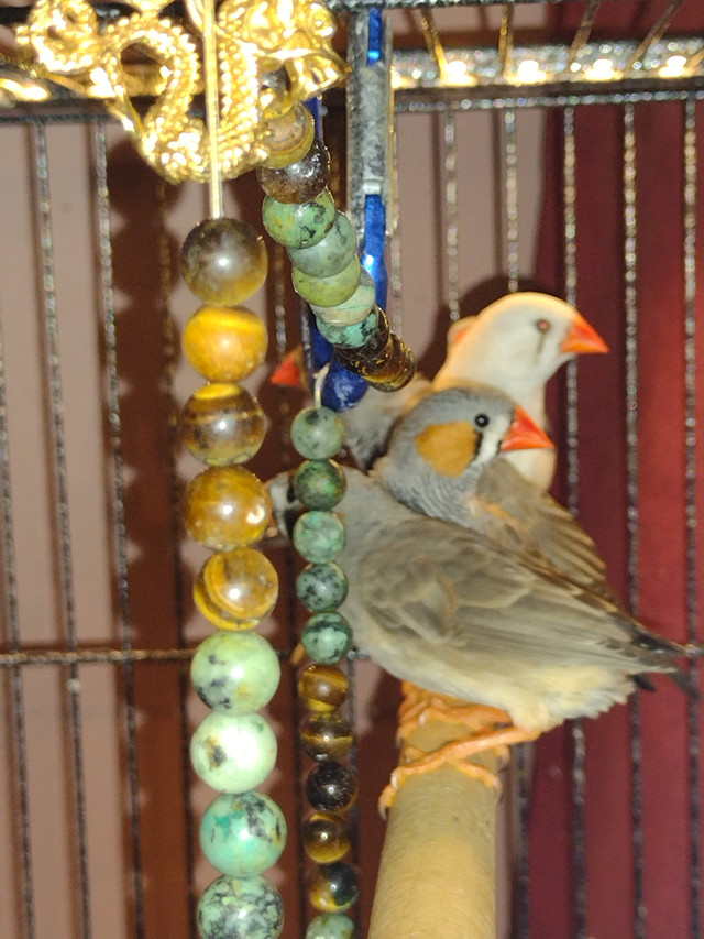 Beaux Pinsons Mandarins à joues orange, jeunes dans Oiseaux à adopter  à Laval/Rive Nord - Image 3