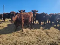 Top Quality Red Angus Replacement Heifers